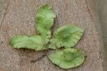 Image result for Terminalia mollis
