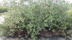 Image result for Avicenniaceae