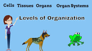 We did not find results for: Cells Tissues Organs Organ Systems Youtube