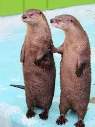 I Think You Should Go Over There And See What Those Guys Are Up To Funny Animals Otters Cute Funny Animal Photos