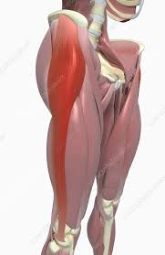 Tensor Fasciae Latae Stock Image F002 3771 Science Photo Library