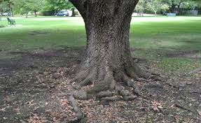 Firmly press the sod into place. Surface Roots Can Be A Gardener S Quandry Arborilogical