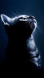 Pin By Brian Smock Sr On Iphone Wallpapers Cat Silhouette Pretty Cats Funny Cat Wallpaper