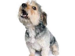 Barking When Left Alone Petfinder