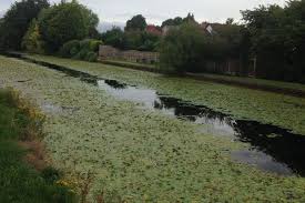Over a distance of 127 miles (204 km), it crosses the pennines, and includes 91 locks on. Angling The Future Is Bleak For L Daa On The Leeds Liverpool Canal Liverpool Echo