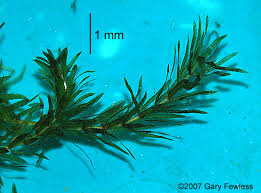Image result for Hydrilla verticillata