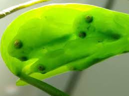 Image result for glass frog