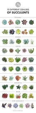 10 Different Genuses Of Succulents Succulents Echeveria Sedum Cactus Kalanchoe Aeonium Senecio Sepervivum Cotyle Plants Planting Succulents Succulents