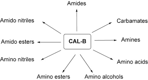 El sociólogo y ensayista, que había recibido la primera dosis de la vacuna, fue ingresado a un sanatorio porteño. Candida Antarctica Lipase B An Ideal Biocatalyst For The Preparation Of Nitrogenated Organic Compounds Gotor Fernandez 2006 Advanced Synthesis Amp Catalysis Wiley Online Library