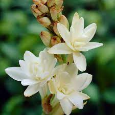 Polianthes Tuberosa The Pearl Double Tuberose Close Up White Flower Fragrant Plant Bulb Flowers Spring Flowering Bulbs