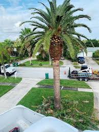 Palm trees can develop leaf spots and leaf blights, caused by a number of fungal. Palm Tree Trimming Melbourne Palm Bay Viera Fl Palm Tree Specialist