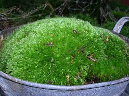 And it can easily grow on compacted soil and even on rocks where grass likely wouldn't be able to survive. How To Create A Moss Garden Dengarden