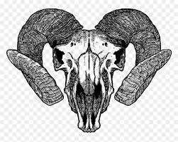 See a recent post on tumblr from @melodianocy about animal skull drawing. Animal Skull Drawing Png Transparent Png Vhv