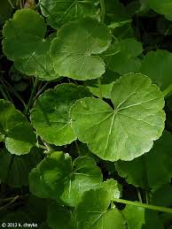 Image result for Hydrocotyle mannii