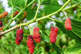 As you can see below, the fruits resemble black berries more than fruit that we typically expect from a tree. How To Grow And Care For Red Mulberry Trees