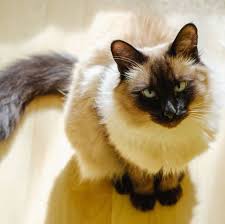 The balinese cat is known for its intelligence, goofing about and general people loving character. Hypoallergenic Cat Breeds Cats You Won T Be Allergic To