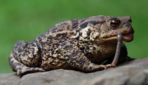 Frogs need to be around areas with a water source to reproduce, but other than that, they are found on every continent except antarctica and in almost every environment. Ways To Help Frogs And Toads Natural History Museum