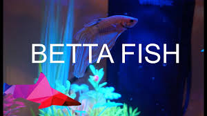 Glofish betta flakes is optimized for glofish bettas. Betta Fish With Glofish Aquarium Youtube