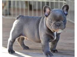 Health, structure and temperament comes first and foremost when choosing a breeding pair. French Bulldog Puppies For Sale In Texas Petswall