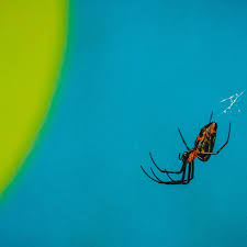 These pests spread easily and are difficult to control. Able Pest Control Pest Control Service