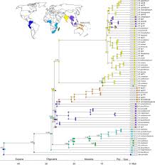 Image result for Memecylon sp. D
