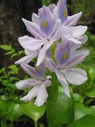 Image result for Pontederiaceae