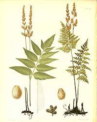 Image result for Anemiaceae