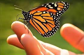 La Mariposa Monarca Se Aproxima A La Extincion Total E Irreversible Allapp