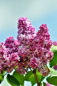 Beautiful Lilac X Www Wisteria Avenue Co Uk Lilac Plant Beautiful Flowers Lilac Bushes
