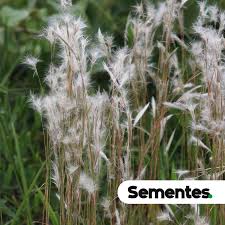 Image result for Andropogon eucomus