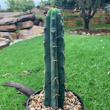 Removing the spines shouldn't hurt the cactus. Trichocereus Echinopsis Lageniformis Trichocereus Psycho0 In Gardentags Plant Encyclopedia