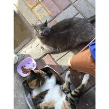 Enjoy Tavuklu Yetiskin Kedi Mamasi 15 Yorumlari