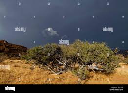 Image result for Boscia foetida