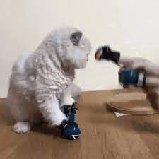Cat Boxing Gif Cat Boxing Punchcatfromreddit Gifs Funny Animal Pictures Cute Funny Animals Funny Cat Videos