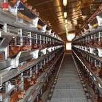 Chicken Farm Building Design Poultry House to Sudan, Egg ...