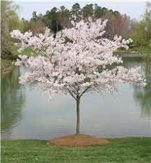 Flowering cherry trees are found in a vast variety around the globe but exhibit some common characteristics. Yoshino Cherry Tree Flowering Trees Flowering Cherry Tree Yoshino Cherry Tree