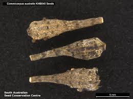 Image result for Commicarpus