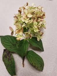 Jun 05, 2021 · other species of hydrangea adapted to other parts of the country can be manipulated to change color, either pink or blue, depending on how you acidify the soil, but those types are too finicky for. Q A What S Wrong With My Hydrangea Flowers Maryland Grows
