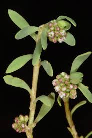 Image result for Corrigiola