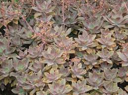 Fred ives succulent scientific name. Graptoveria Fred Ives World Of Succulents