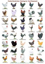 597 best beautiful chickens images beautiful chickens