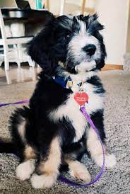 Easy, convenient, no hassle shipping across the united states. Front Range Doodles Bernedoodle Puppies In Fort Collins And Denver Colorado