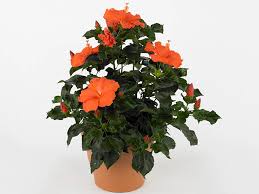 Image result for Hibiscus torrei