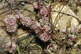 Image result for Cuscuta planiflora