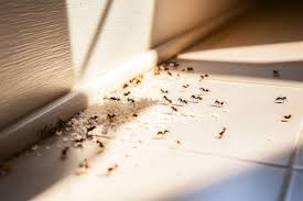 Photo Des fourmis à la maison ? Pas besoin de poison voici comment les ...