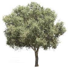 Olea Europaea Ii Tree Photoshop Olive Tree Tree Illustration