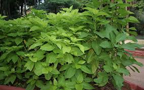 Image result for Pisonia