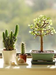 Cactus are adapted to survive in the hot and humid conditions of the desert. How Are Cactus Adapted To Survive In A Desert Askiitians