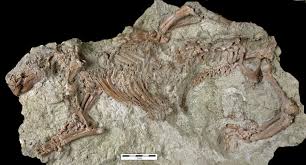 Tortured, malnourished children and corpses in the tens of thousands have been found in a sophisticated network of deep underground military bases (dumbs) that ran beneath the us, canada, mexico, australia, asia and across europe. Could Bringing Back Camels Rewild The American West The Washington Post