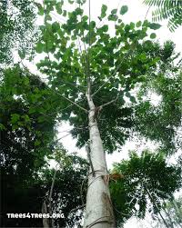 Image result for Gmelina